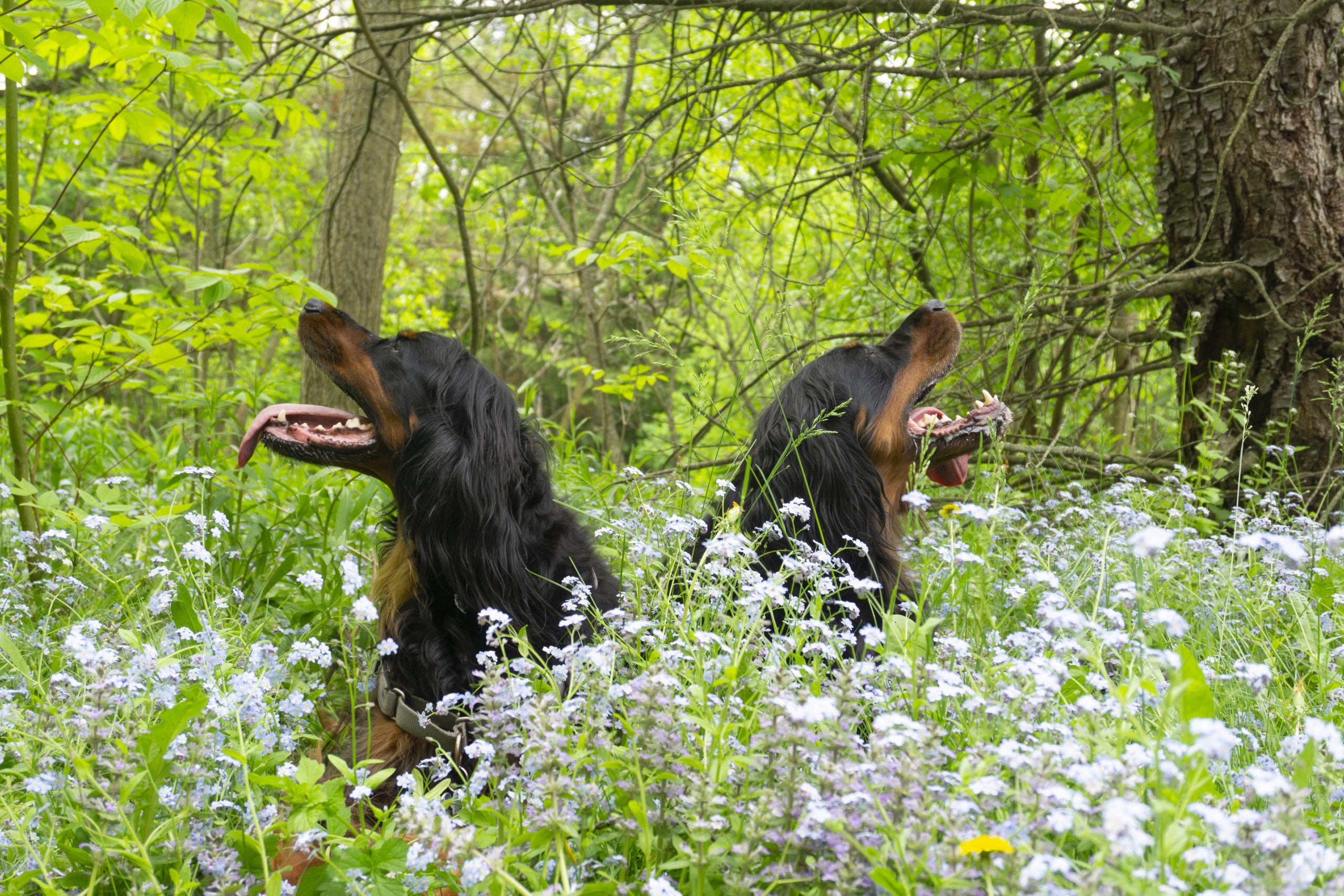 Nova and Chance, Gordon Setters, in the forget-me-nots